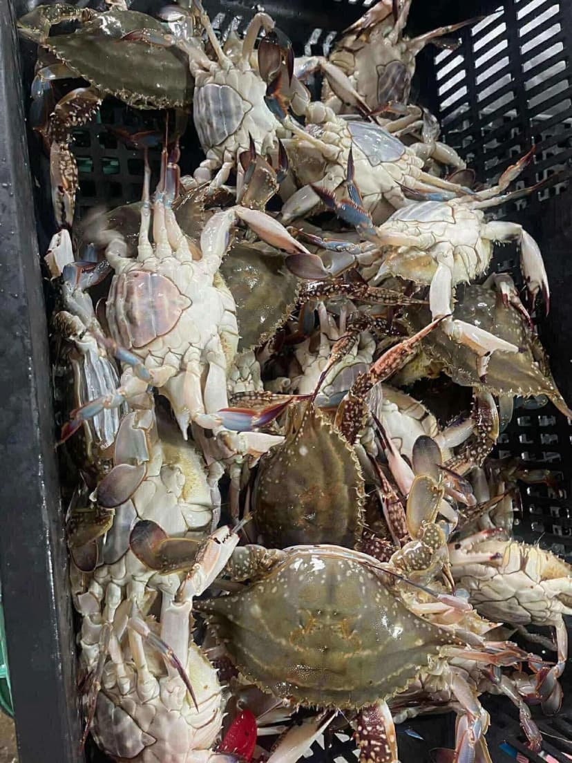 꽃게 1kg 사진 1/3